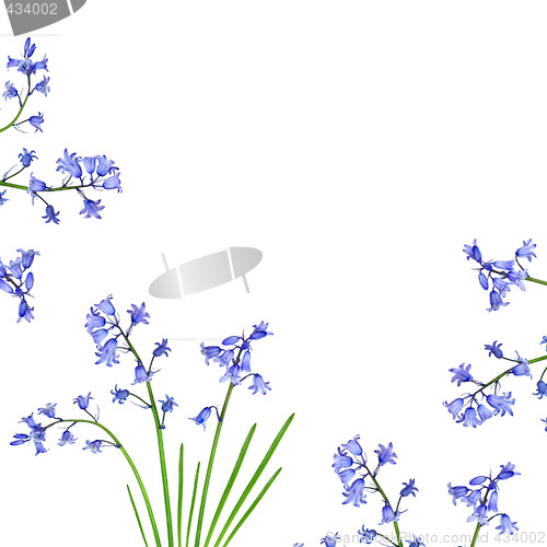 Image of Bluebell Border