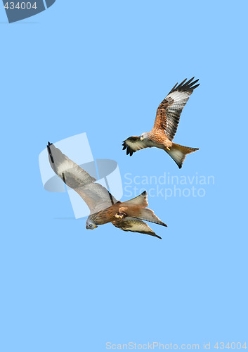 Image of Eagles in Flight