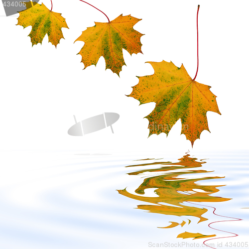 Image of Falling Leaves