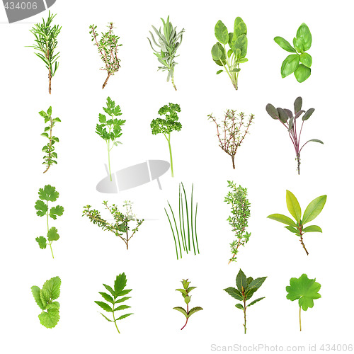 Image of Fresh Herb Selection
