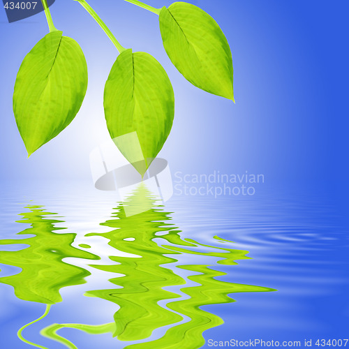 Image of Green Leaf Reflection