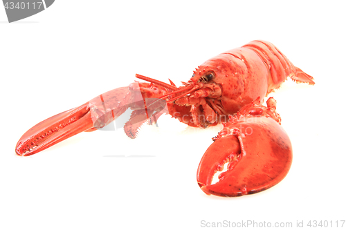 Image of orange lobster isolated