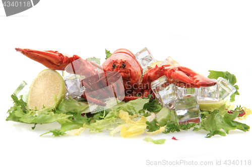 Image of orange lobster isolated