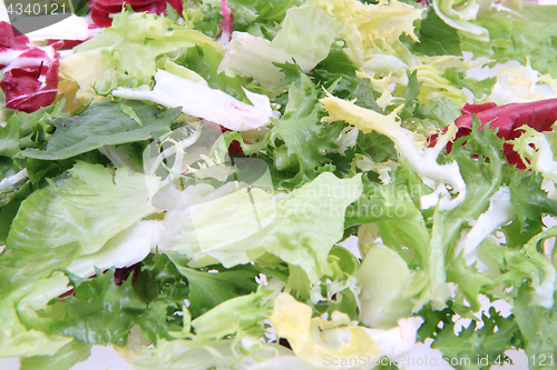 Image of fresh color lettuce 