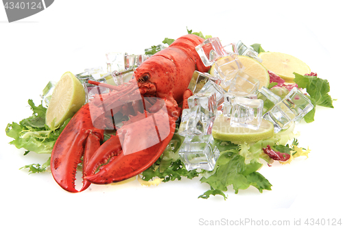 Image of orange lobster isolated