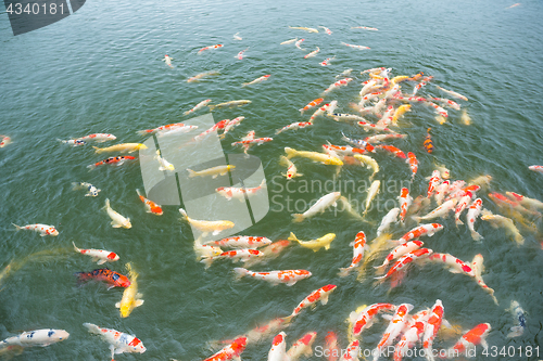 Image of Koi fish pond