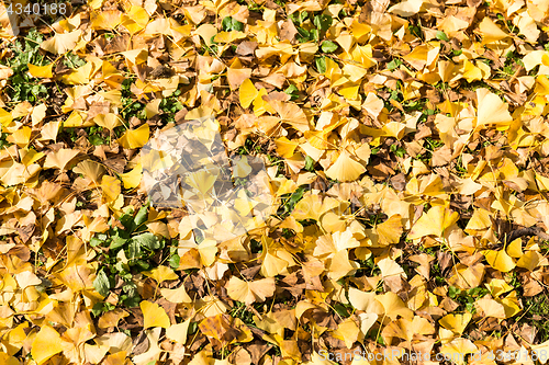 Image of Ginkgo Leaves 