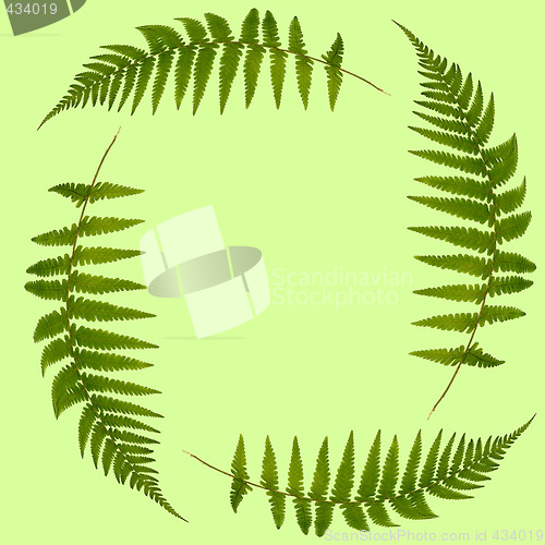 Image of  Fern Leaves