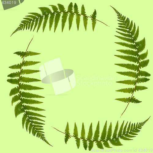 Image of  Fern Leaves