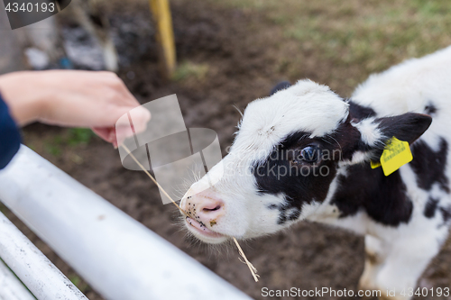 Image of Baby cow in farm