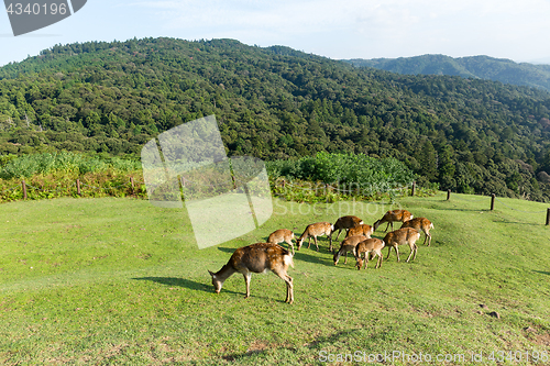 Image of Group of deer eating grass