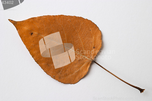 Image of Autumn yellow dry leaf on white background