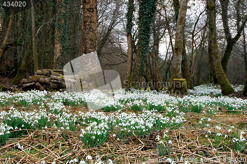 Image of Snowdrops in Spring