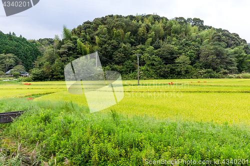 Image of Paddy rice field