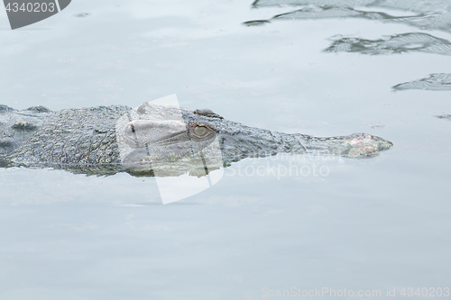 Image of Crocodile swimming