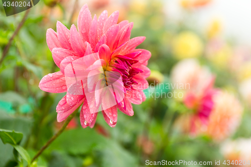 Image of Chrysanthemum