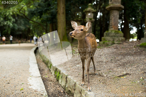 Image of Deer in park