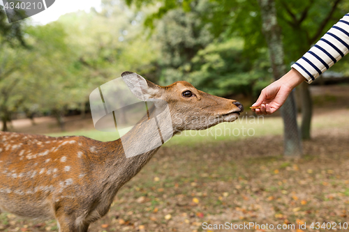 Image of Feeding deer in a park