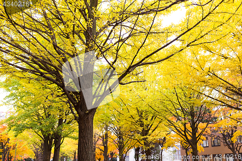 Image of Ginkgo tree in the park