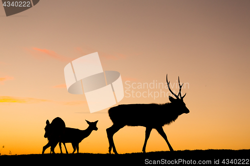 Image of Silhouette of deer at evening