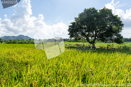 Image of Rice meadow and tree
