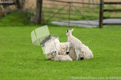 Image of Spring Lambs