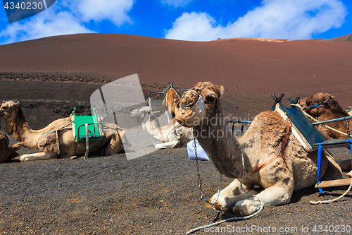 Image of Camels in Timanfaya National Park on Lanzarote.