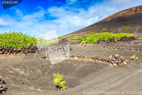 Image of Wine Region of Lanzarote early in the season