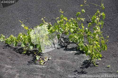 Image of Wine grapes grow on logs in the lava sands of Lanzarote.