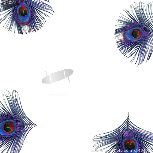 Image of Peacock Feather Eyes