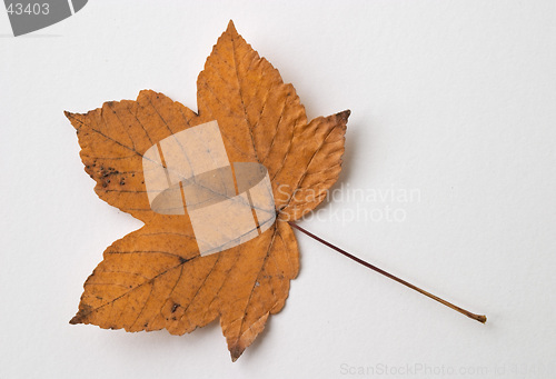 Image of Autumn yellow dry leaf on white background