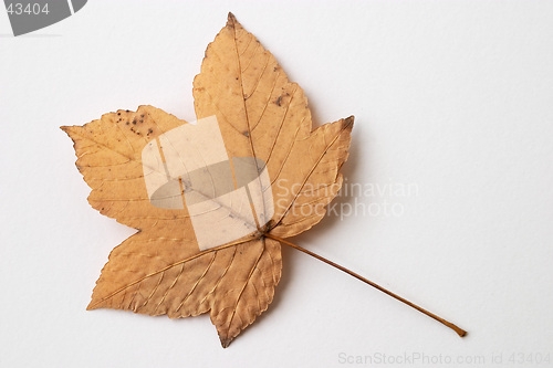 Image of Autumn yellow dry leaf on white background