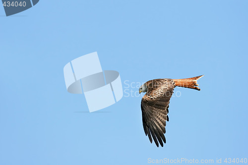 Image of Red Kite Eagle