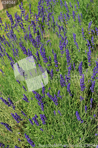 Image of Lavender