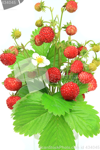 Image of Wild strawberry