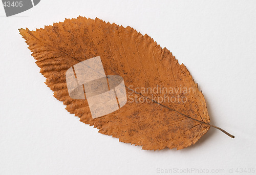 Image of Autumn yellow dry leaf on white background