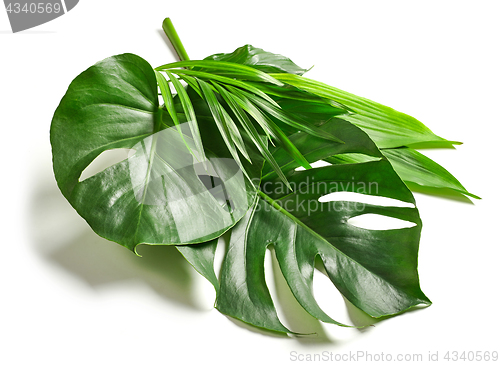 Image of various tropical leaves