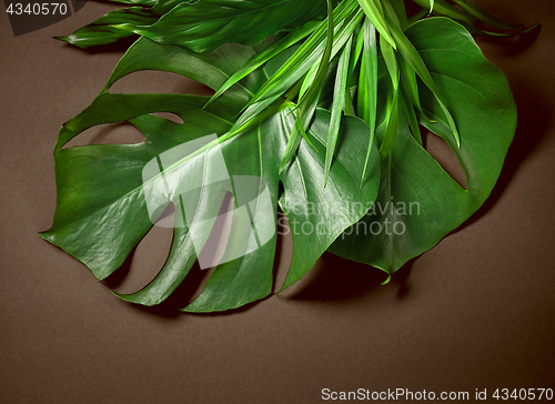 Image of tropical leaves on dark brown background