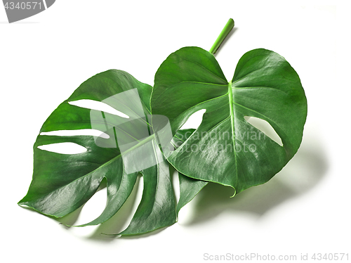 Image of Tropical leaves of monstera plant