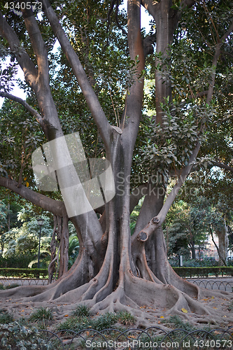 Image of Maria Luisa Park, Seville, Spain