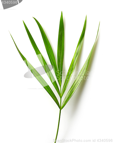 Image of leaf of Areca palm