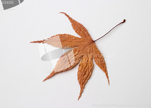 Image of Autumn yellow dry leaf on white background