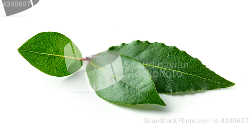 Image of Fresh bay leaves