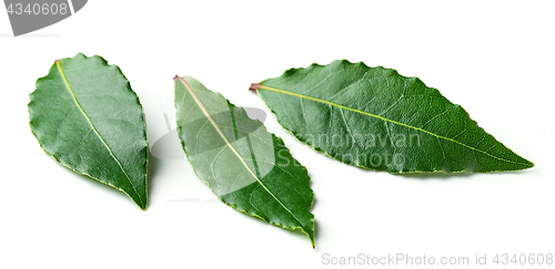 Image of Fresh bay leaves