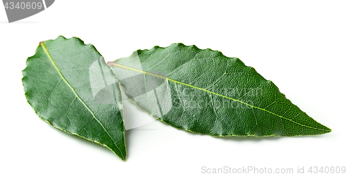 Image of Fresh bay leaves