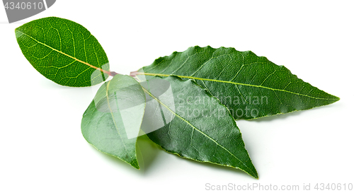 Image of Fresh bay leaves