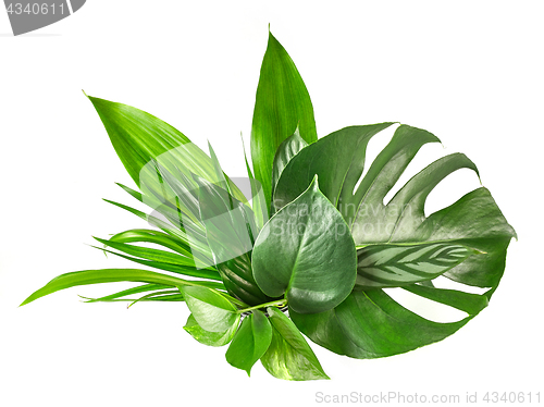 Image of various tropical leaves 