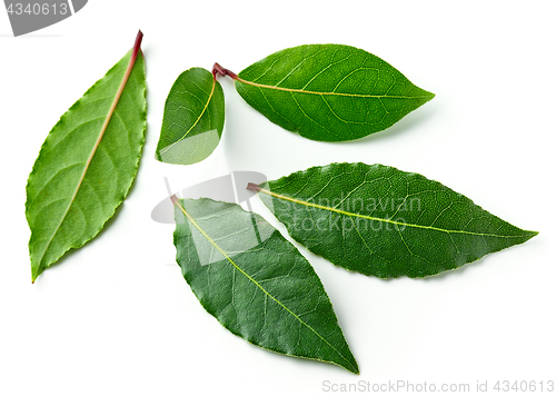 Image of Fresh bay leaves