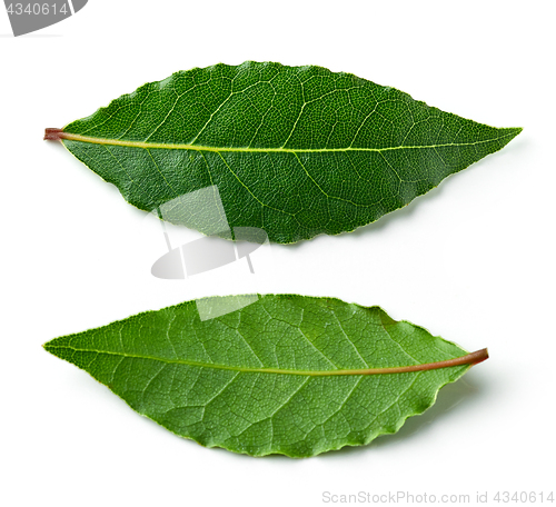 Image of Fresh bay leaves