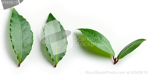 Image of Fresh bay leaves